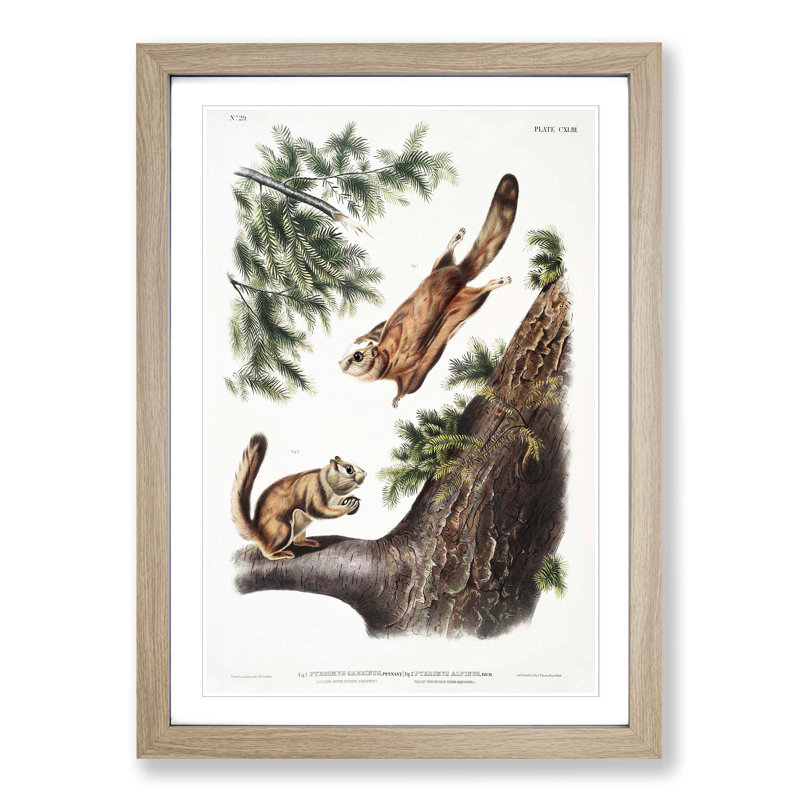 Two Flying Squirrels by J.W. Audubon - Picture Frame Painting Print, Oak Framed, 48cm H x 36cm W x 2cm D