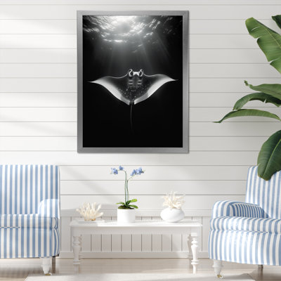 " Giant Oceanic Manta Ray "