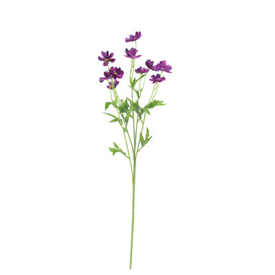 Tige de marguerite