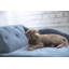 Canapé pour chien solana méridienne furniture