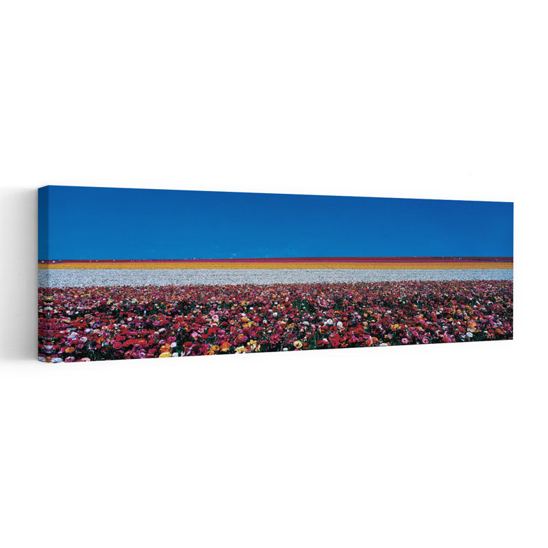 Ranunculus, fleurs, ranch, Carlsbad, H 20 po x l 60 po