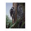 «Red Cockaded Woodpecker» par Etelca, impression sur toile tendue-27650302
