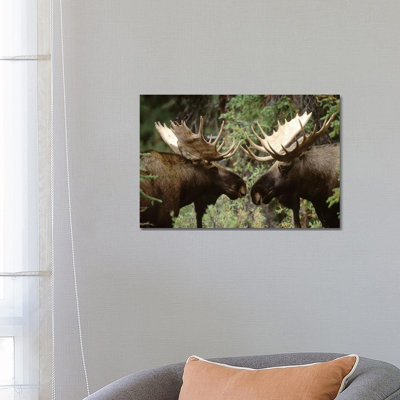 Alaska Moose Pair Of Males Confronting Each Other In The Fall, Alaska by Michael Quinton - Wrapped Canvas Print
