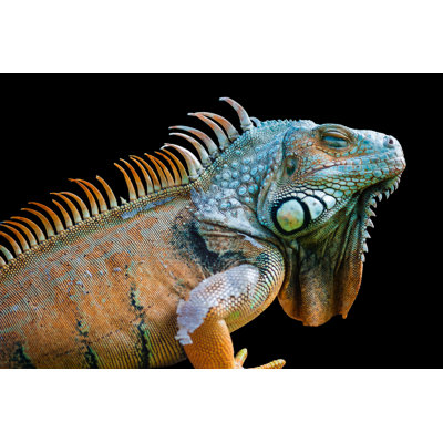 Sleeping Dragon - Green Iguana Isolated On Black - Wrapped Canvas Print