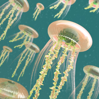 Colorful Jellyfish by Vuadeep - Wrapped Canvas Print