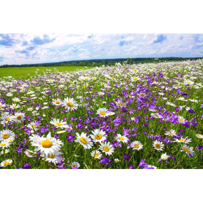 Paysage d'été avec les fleurs - Photographie sur toile tendue