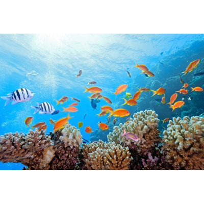 " Coral Scene On The Reef "