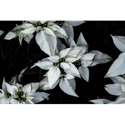 Poinsettia II by Elise Catterall - Wrapped Canvas Print