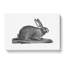 Illustration of a Hare - Wrapped Canvas-55359308