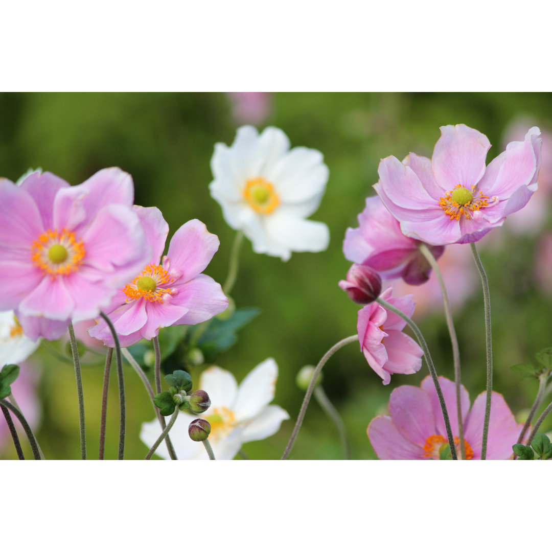 Rosa und weiße japanische Anemonenblüten von Mtreasure - Leinwandbild