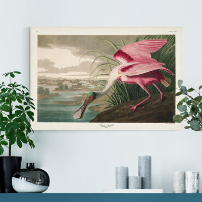 " Pl 321 Roseate Spoonbill "