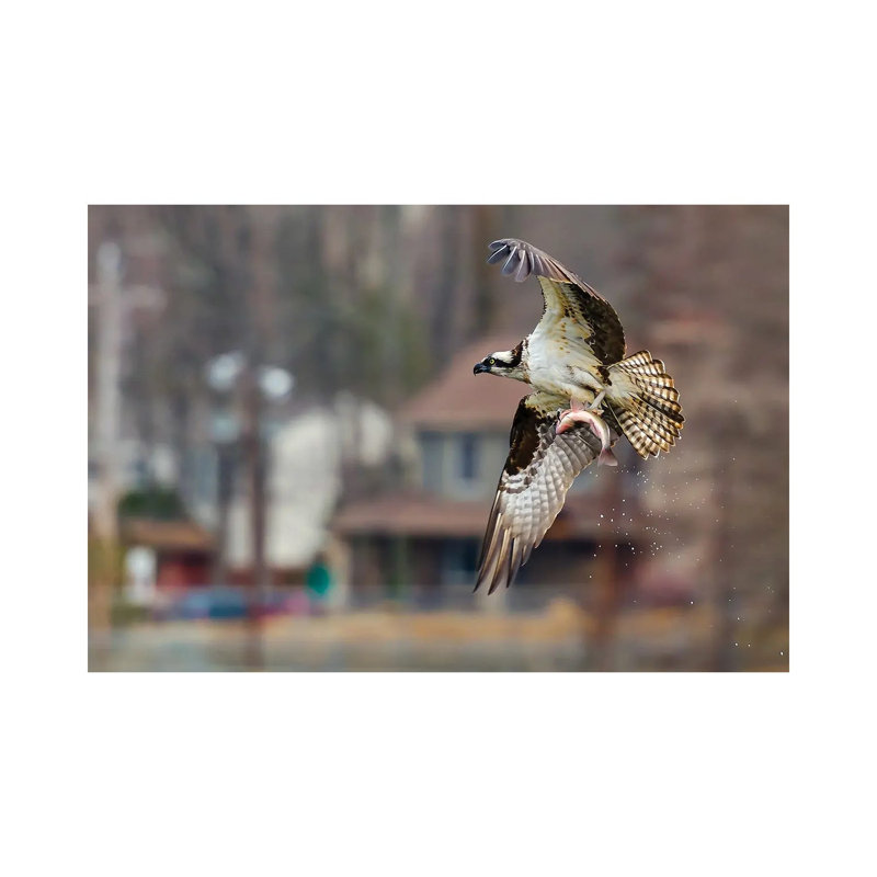 Osprey 1 Piece Wall Art on Canvas, 66.04 cm H x 45.72 cm W x 3.175 cm D, Wrapped Canvas