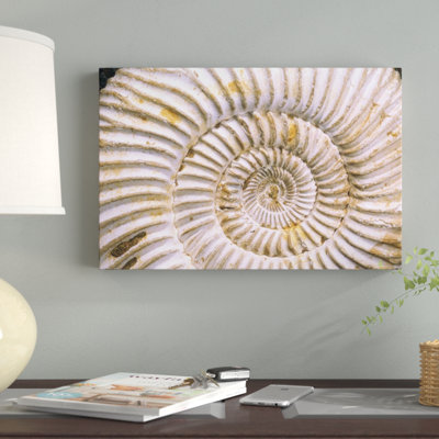 " Fossil Of Ammonite, Madagascar "