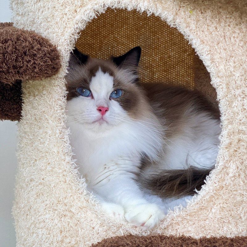 160cm H Cat Tree House