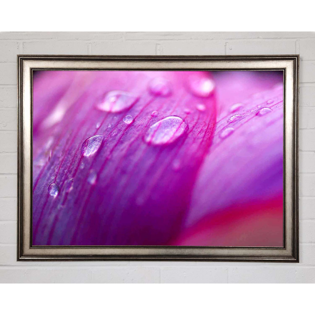 Pink Petal Dewdrop Beauty - Einzelner Bilderrahmen Kunstdrucke