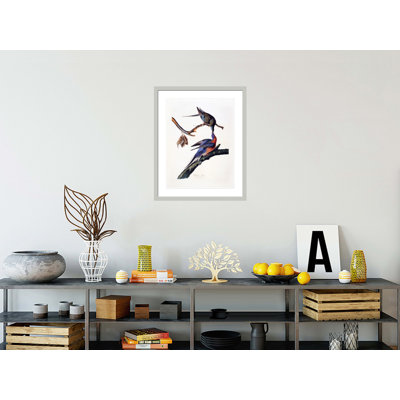 «Passager Pigeon Columba Migatoria» par John James Audubon, impression giclée sur cadre