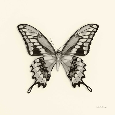 Papillon VI BW