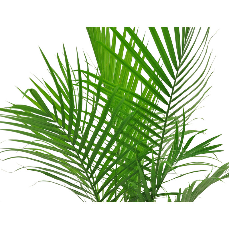 Majesty Palm Tree in Nursery Pot