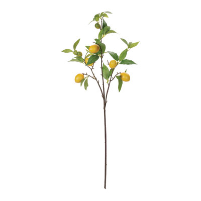 Lemon Fruit Foliage Branch