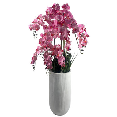 Anneus 150cm Plant