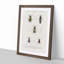 Beetle Illustrations PL.8 by Charles D'Orbigny - Single Picture Frame Print-55543856-55543861