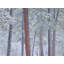 Winter Ponderosa Pine Forest Photographic Print-65795927-65795930