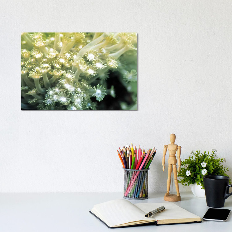 Goniopora Green Coral - Wrapped Canvas Print