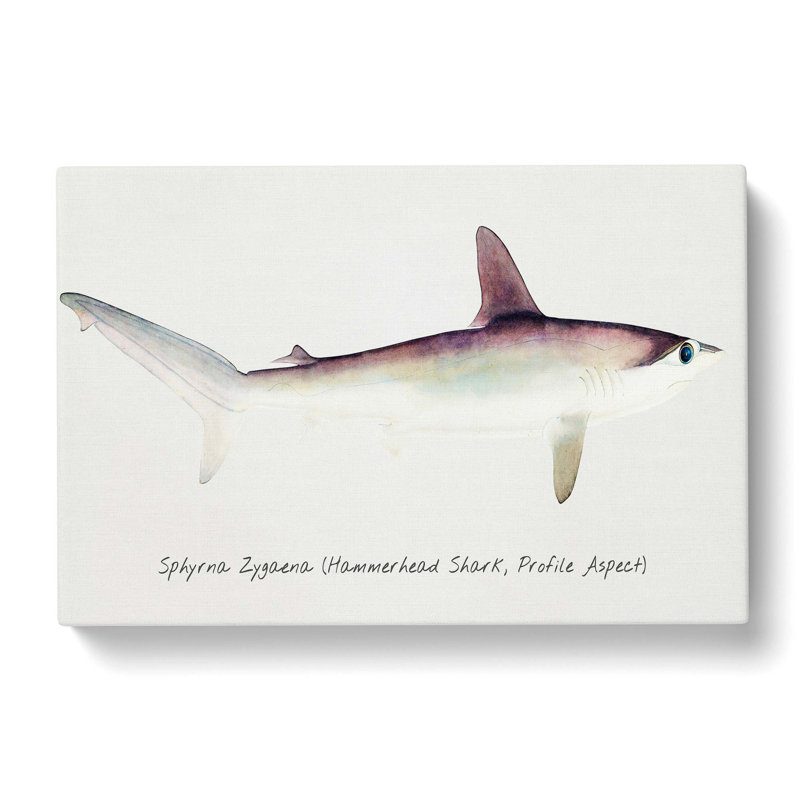 Illustration Of A Hammerhead Shark by F.E. Clarke - Wrapped Canvas Painting, 35cm H x 50cm W x 3cm D