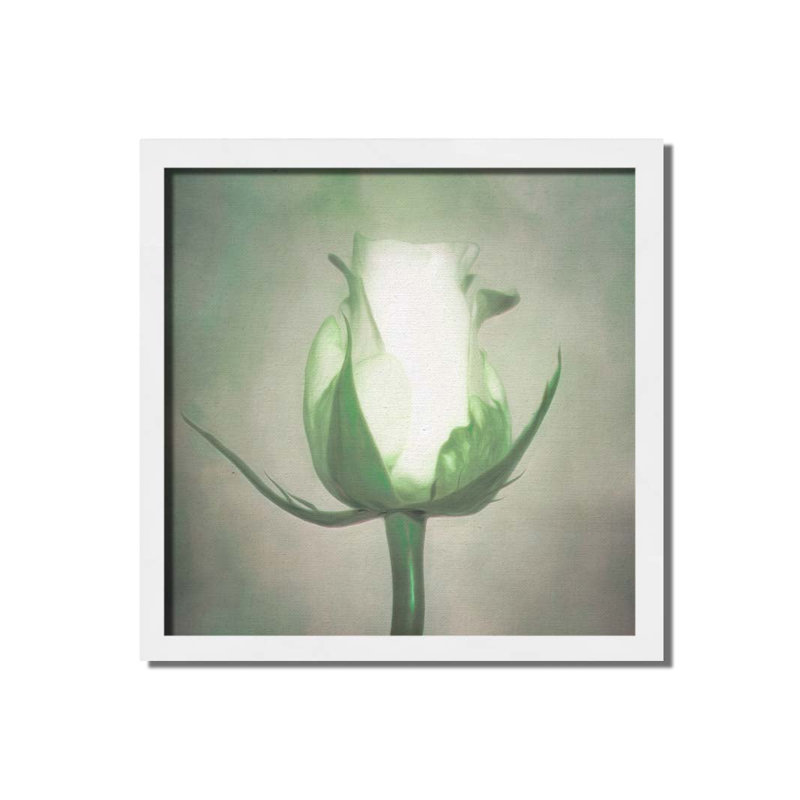 White Rose par Hal Halli. Impression sur papier - Montée et encadrée, H 34 po x l 34 po