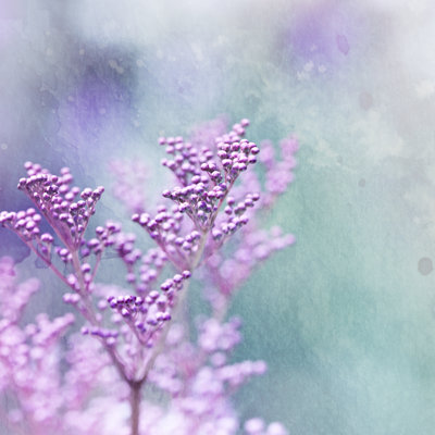 Little Pink Flowers - Wrapped Canvas Print