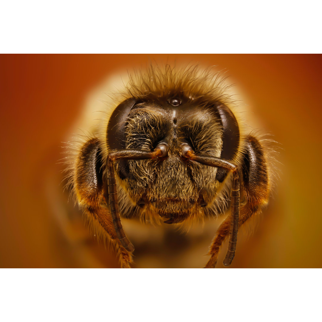 Bienenkönigin von Herseyden Biraz... - Kunstdrucke auf Segeltuch