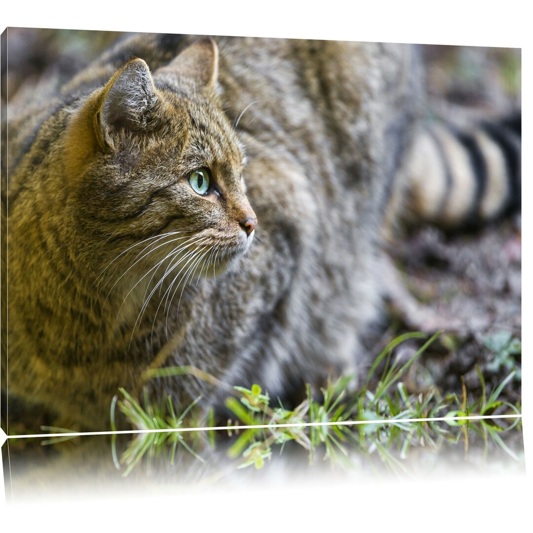 Leinwandbild Kleine Manul im Gras