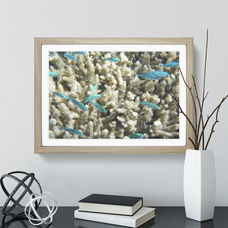Coral Reef and Blue Fish - Picture Frame Graphic Art on MDF, 27cm H x 36cm W x 2cm D, Oak Framed