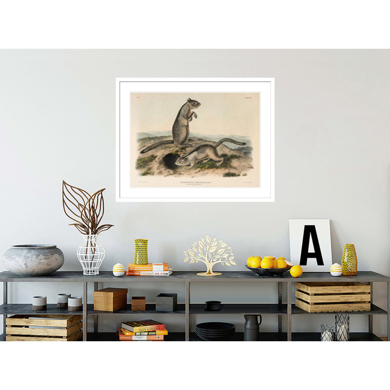 «Spermophile (Spermophillus douglassii)» par John James Audubon, H 32,43 po x l 41,5 po