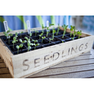 Seedling Box Tray in Greenhouse by Cjp