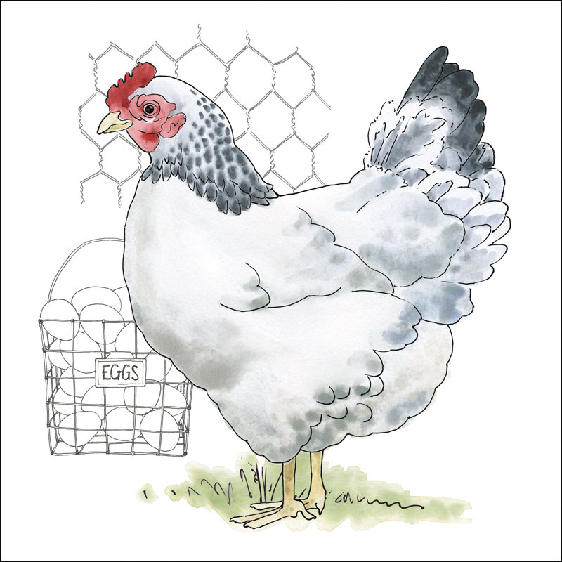 Fun At The Coop IV by Beth Grove - Wrapped Canvas Painting, 51cm H x 51cm W