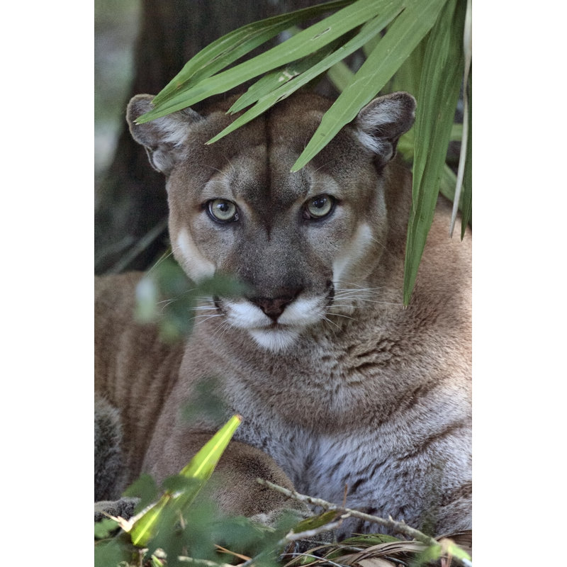 Florida Panther by Fotoguy22 - Wrapped Canvas Print, 46cm H x 30cm W