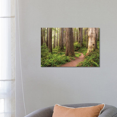 «Redwood Trail» par Stefan Hefele - reproduction de photo sur toile