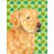Golden retriever sélectionné