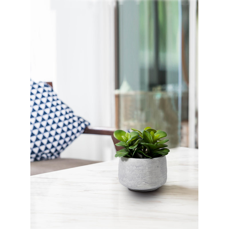 Ensemble de plantes grasses en pot 1 pièce 6,25 po