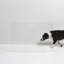 Low Clear Pet Gate Panel-366054926
