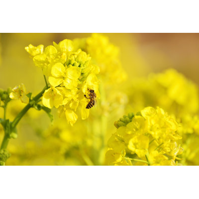 Honeybee Collecting Honey - Wrapped Canvas Print