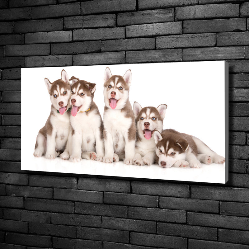 Husky puppies 1 Piece Wall Art, 50cm H x 100cm W x 2cm D, Canvas