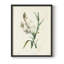 «Traditional Botanical IV», reproduction encadrée - bois massif-3621854-3621862