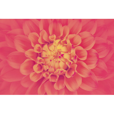 Pink Dahlia 1 Piece Wrapped Canvas Wall Art
