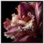 Velvet Labellum Print by Oliver Gal-819406415-819406453