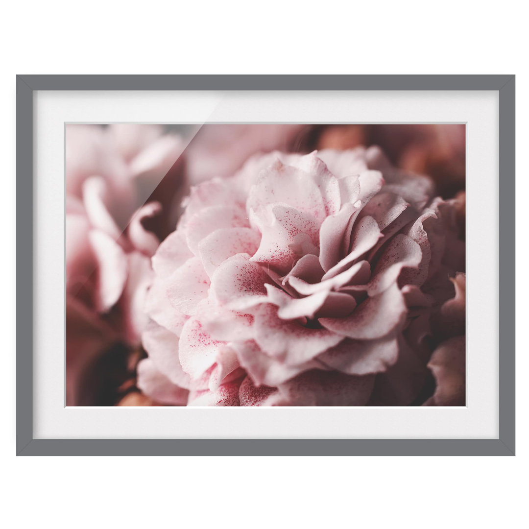 Gerahmtes Poster Shabby Pink Rose Pastel