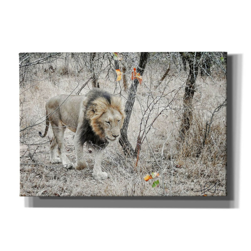 "Latitude Run" Lion "par Helene Sobol, art mural sur toile, H 18 po x l 26 po x P 0,75 po
