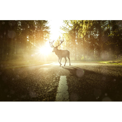 Livengood Deer On A Country Road - Wrapped Canvas Print