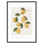 Amalfi Lemons - cadre photo, impression-66318802-66318827